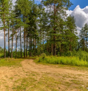 Çam ormanı ve köy yolu olan bir manzara..