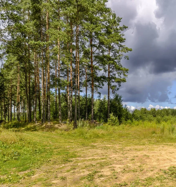 Paisagem Com Pinhal Estrada Rural — Fotografia de Stock