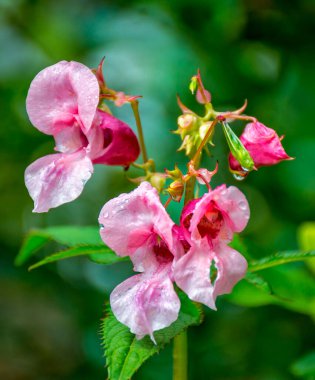 Demir taşıyan balsam çiçekleri yağmur sonrası su damlaları.
