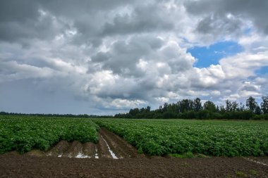 Leningrad bölgesinde şiddetli yağmurdan sonra patates ekilen bir tarla manzarası. 