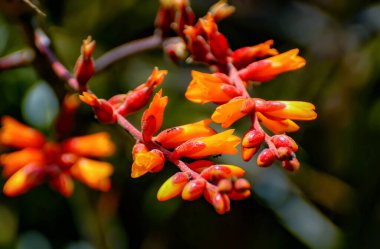 Bir pulcher flos aureus in quo formicae farris serpere. 