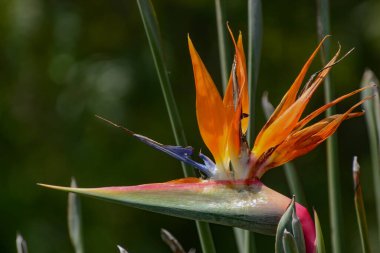 Melbourne Botanik Bahçesinde Çiçekler.