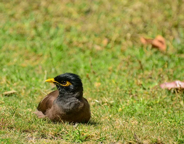 Maina Středně Velký Bubeník Rodiny Starlingů Jsou Středně Velcí Ptáci — Stock fotografie