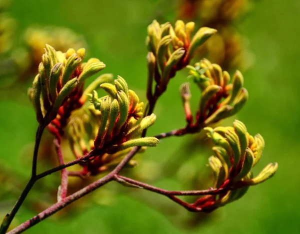 Anigosantos Πόδι Καγκουρό Είναι Ένα Γένος Ποωδών Πολυετών Φυτών Από — Φωτογραφία Αρχείου