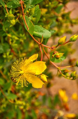 St. John 's marihuanası. 