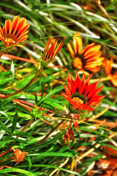 니아는 남아프리카 공화국에서 자생하는 다년생 속하는 식물이다 — 스톡 사진