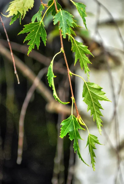 Hanging Birch Betula Pendula Gracilis — Stock Photo, Image