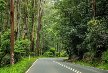Avustralya 'daki sık ormandan geçen dağ yolu. 