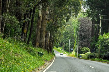 Avustralya 'daki sık ormandan geçen dağ yolu. 