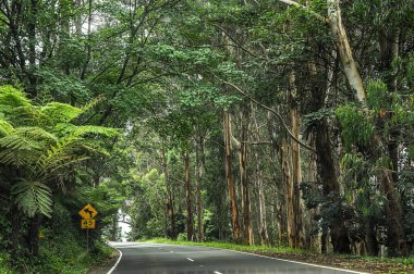 Avustralya 'daki sık ormandan geçen dağ yolu. 