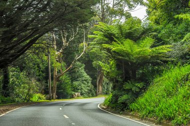 Avustralya 'daki sık ormandan geçen dağ yolu. 