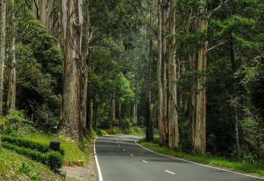 Avustralya 'daki sık ormandan geçen dağ yolu. 