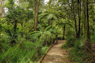 Avustralya 'daki sık ormandan geçen dağ yolu. 