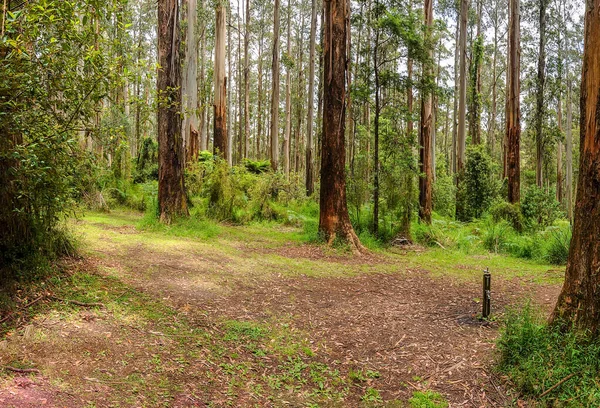 Strada Montagna Attraverso Una Fitta Foresta Australia — Foto Stock