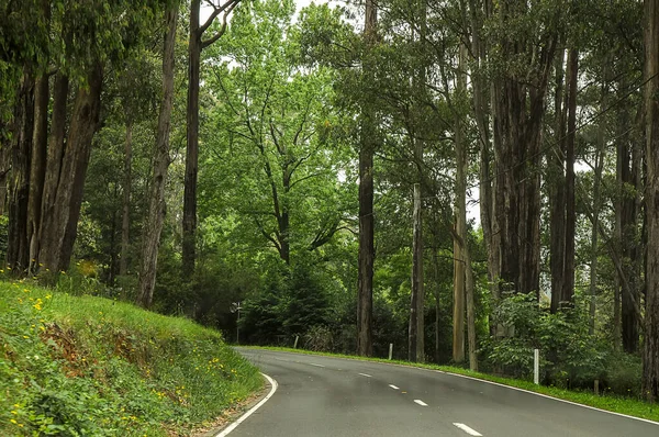 Bergstraße Durch Dichten Wald Australien — Stockfoto