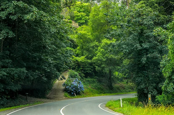 Bergstraße Durch Dichten Wald Australien — Stockfoto