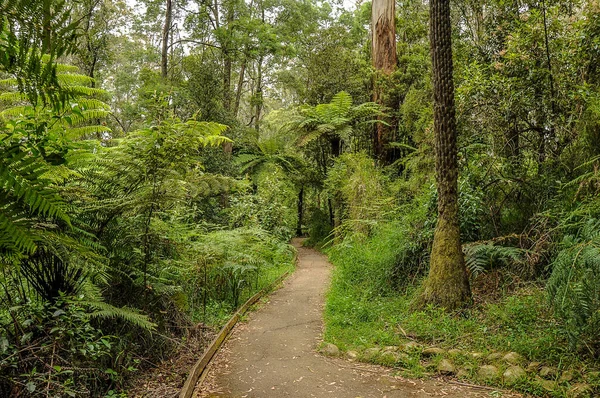 Camino Montaña Través Denso Bosque Australia — Foto de Stock