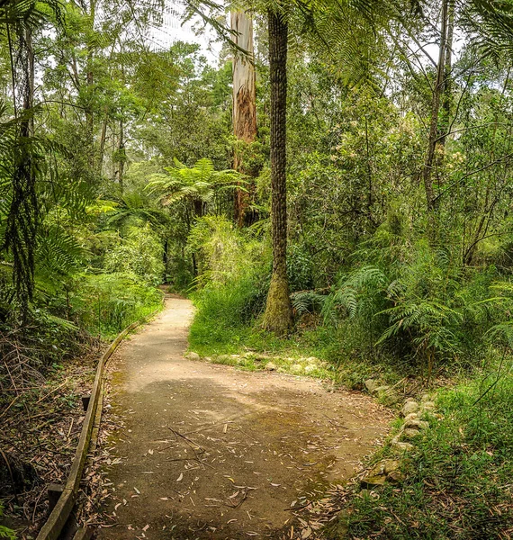 Camino Montaña Través Denso Bosque Australia — Foto de Stock