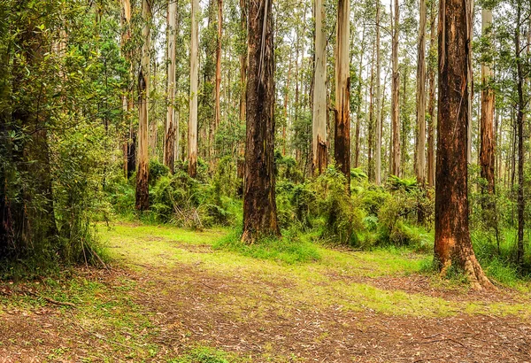 Strada Montagna Attraverso Una Fitta Foresta Australia — Foto Stock