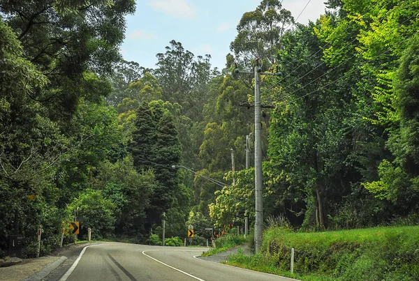 Camino Montaña Través Denso Bosque Australia Fotos De Stock Sin Royalties Gratis