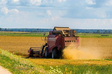 Ağustos 2019 'da Belarus Cumhuriyeti' nde hasat..