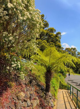 Dandenong Dağı, SkyHigh. 26 Gözlemevi Bulvarı, Dandenong Dağı VIP 3767. Avustralya. 3 Ocak 2014. Yüksek bir yerden çevreye bak.. 