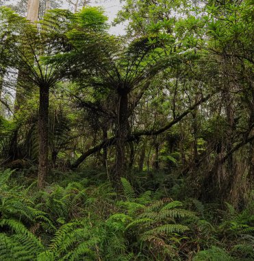 Avustralya 'nın çeşitli okaliptüslerden oluşan ormanı, dev ağaçlardan, bodur çalılara, sayısız akasya, bankacılık ve diğer çalı çeşitlerinden oluşmaktadır..
