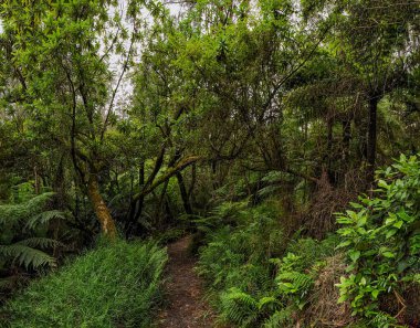 Avustralya 'nın çeşitli okaliptüslerden oluşan ormanı, dev ağaçlardan, bodur çalılara, sayısız akasya, bankacılık ve diğer çalı çeşitlerinden oluşmaktadır..