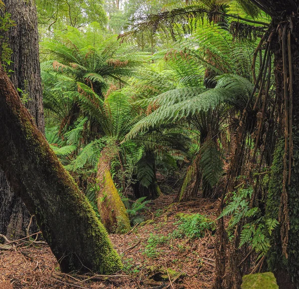 Foresta Dell Australia Costituita Principalmente Vari Tipi Eucalipto Alberi Giganti — Foto Stock