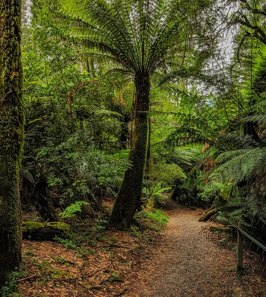 Foresta Dell Australia Costituita Principalmente Vari Tipi Eucalipto Alberi Giganti — Foto Stock