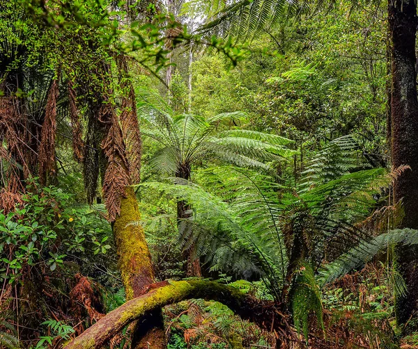 Australischer Wald Der Hauptsächlich Aus Verschiedenen Arten Von Eukalyptus Besteht — Stockfoto