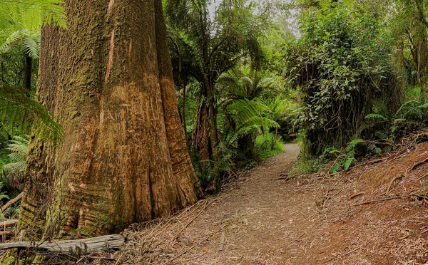 Bosque Australia Que Consiste Principalmente Varios Tipos Eucaliptos Desde Árboles — Foto de Stock