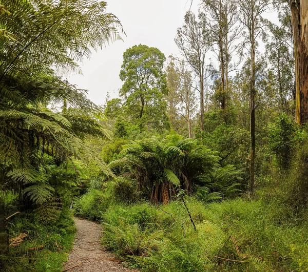 Bosque Australia Que Consiste Principalmente Varios Tipos Eucaliptos Desde Árboles — Foto de Stock