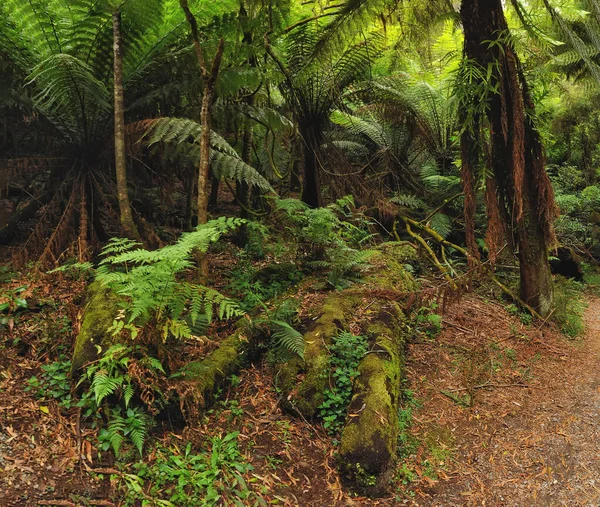 Bosque Australia Que Consiste Principalmente Varios Tipos Eucaliptos Desde Árboles — Foto de Stock