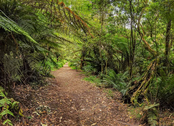 Bosque Australia Que Consiste Principalmente Varios Tipos Eucaliptos Desde Árboles — Foto de Stock