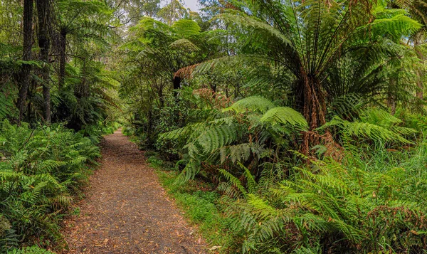 Australischer Wald Der Hauptsächlich Aus Verschiedenen Arten Von Eukalyptus Besteht — Stockfoto