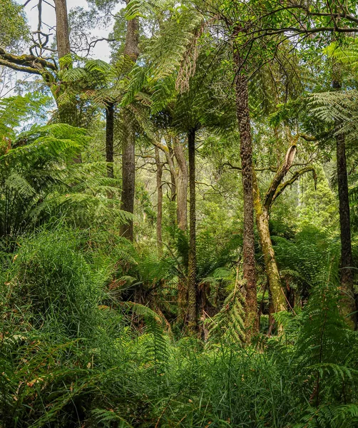Bosque Australia Que Consiste Principalmente Varios Tipos Eucaliptos Desde Árboles — Foto de Stock