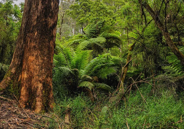 Bosque Australia Que Consiste Principalmente Varios Tipos Eucaliptos Desde Árboles — Foto de Stock