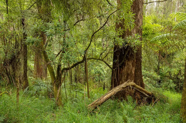 Bosque Australia Que Consiste Principalmente Varios Tipos Eucaliptos Desde Árboles — Foto de Stock