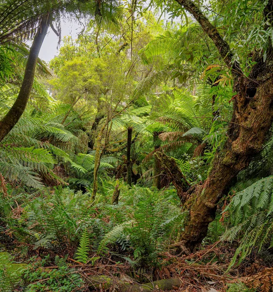 Bosque Australia Que Consiste Principalmente Varios Tipos Eucaliptos Desde Árboles — Foto de Stock