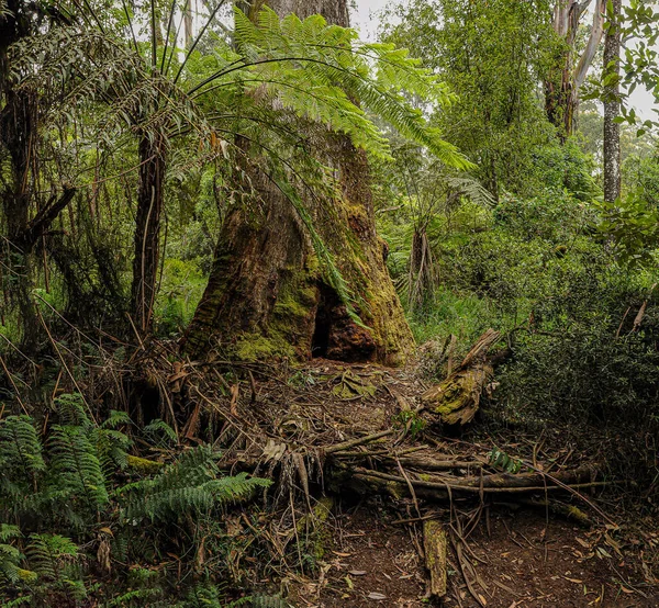 Australischer Wald Der Hauptsächlich Aus Verschiedenen Arten Von Eukalyptus Besteht — Stockfoto