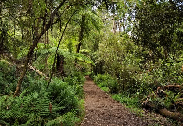 Bosque Australia Que Consiste Principalmente Varios Tipos Eucaliptos Desde Árboles — Foto de Stock