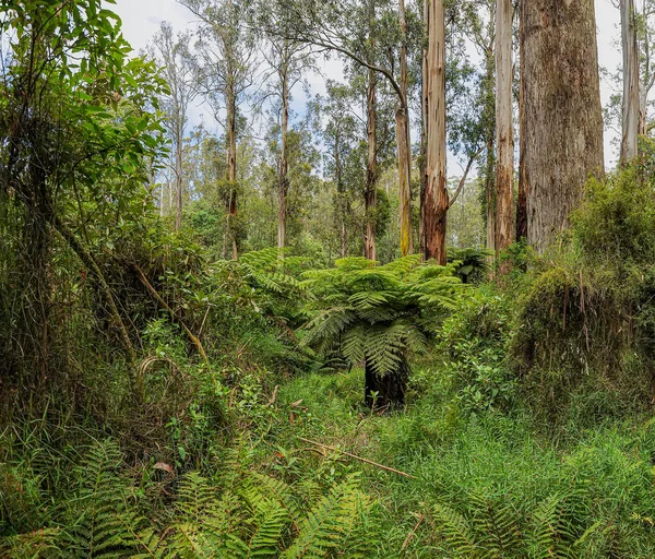 Forest Australia Der Hovedsagelig Består Forskellige Typer Eukalyptus Fra Gigantiske - Stock-foto