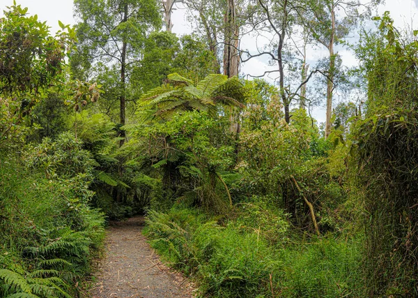 Australischer Wald Der Hauptsächlich Aus Verschiedenen Arten Von Eukalyptus Besteht — Stockfoto