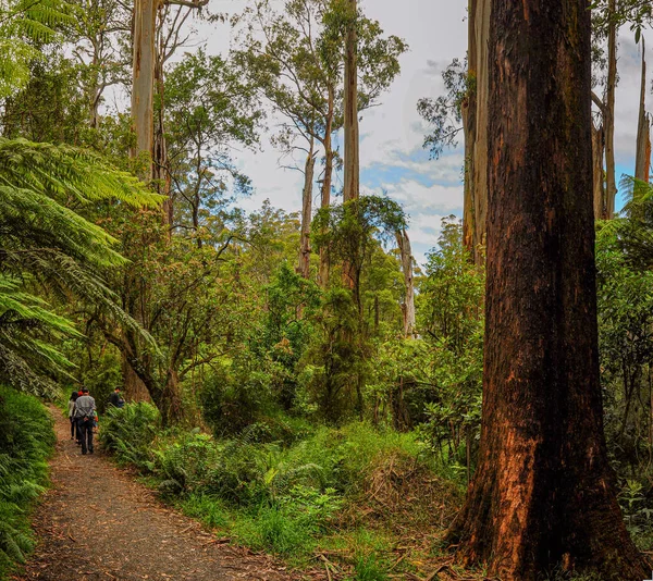 Bosque Australia Que Consiste Principalmente Varios Tipos Eucaliptos Desde Árboles — Foto de Stock