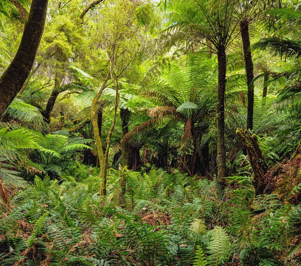 Bosque Australia Que Consiste Principalmente Varios Tipos Eucaliptos Desde Árboles Imagen De Stock