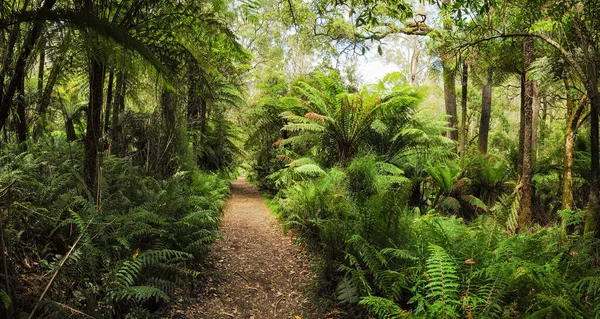 澳大利亚的森林 主要由各种桉树组成 从高大的树到矮小的灌木 无数的橡胶树 河岸和其他种类的灌木 免版税图库图片