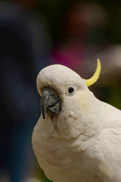 Kallista Dandenong Ranges Victoria Australia January 2014 Feeding Parrots Forest — Stock Photo, Image