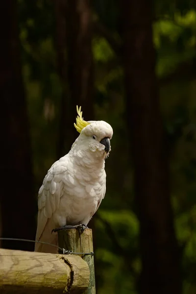 Kallista Dandenong Ranges Victoria Australien Januari 2014 Papegojor Skogen Vid — Stockfoto