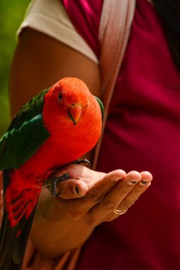 Kallista Dandenong Dağları. Victoria, Avustralya. 3 Ocak 2014. Kallista Dandenong Dağları 'ndaki ormandaki papağanları beslemek. 